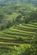 rice terraces, bali