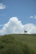lonely tree background
