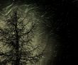 mystic tree
