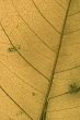 leaf texture