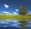 deep blue sky and tree in the field