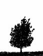 tree silhouette