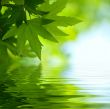 green leaves reflecting in the water, shallow focus