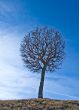 tree over blue sky background