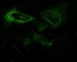 green abstract