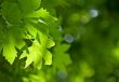 green leaves, shallow focus