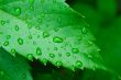droplets on leaf - shallow focus
