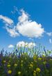 background of blooming flowers, green grass and blue sky
