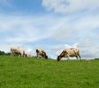 cows in green field