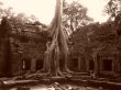 Banyan tree growing through ruins