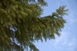 christmas tree branches