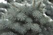 christmas tree branches covered with snow
