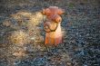 fire hydrant