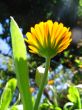 Bright orange flower