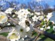 Cherry Blossom With Bee