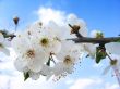 Cherry Blossom and clear blue sky