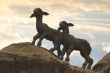 Two lambs on the rocks - sunset