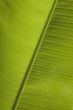 banana leaf