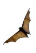 the bat