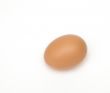 isolated egg