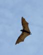 the bat