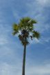 palm tree against blue sky