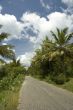 palm road