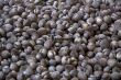 fishmarket - shells