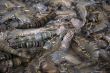 fish market - shrimps