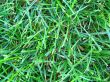 Green Grass