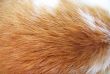 Fur texture