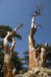 barkless trees