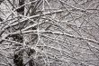 background of branches covered with snow
