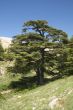 lebanese cedar