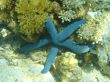 starfish