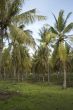 coconut palm forest