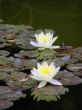 water lily