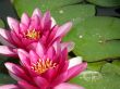 water lily