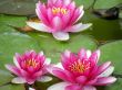 water lily