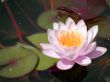 water lily