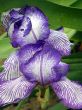 flower of an iris