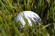 Golf Ball in the rough