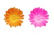  Two colored flowers, orange and pink