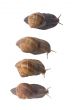 Snails