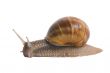 Snails