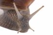 Snails