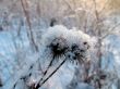 Burdock in the snow