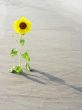 sunflower in the desert