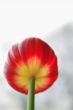 red/yellow tulip