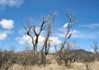  Old Dead Oak Trees in the Hot Sun